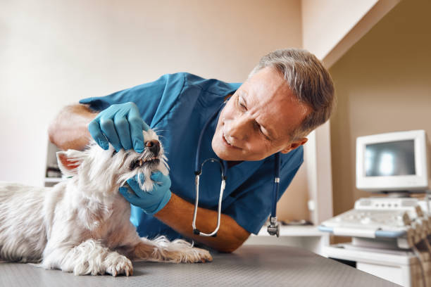 Best Emergency Dental Care for Broken or Chipped Teeth in Enosburg Falls, VT